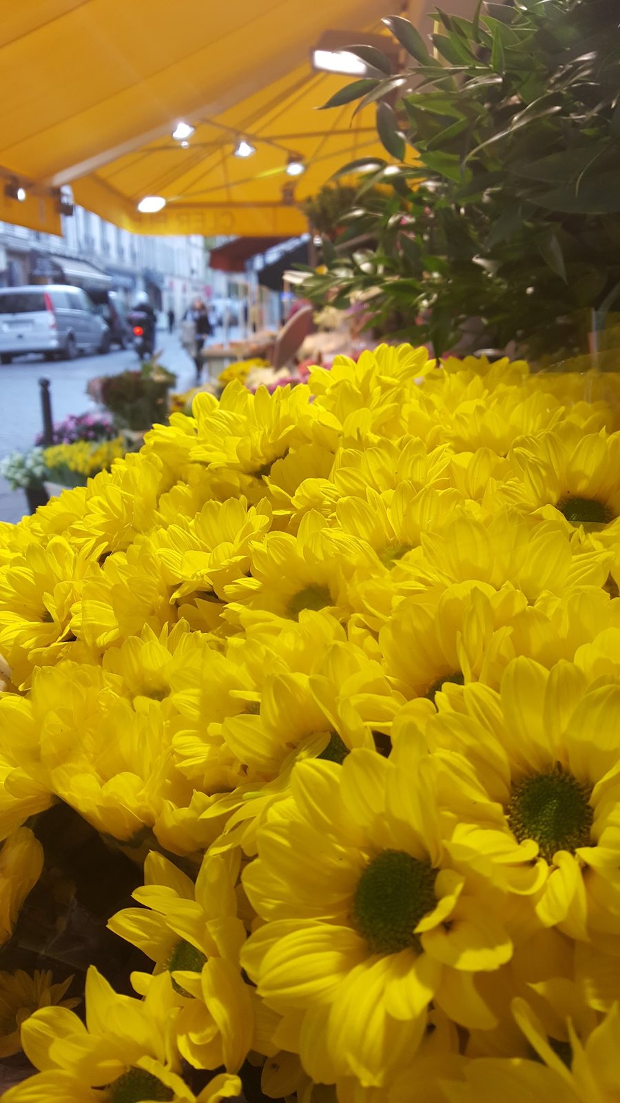 Chrysanthèmes jaunes