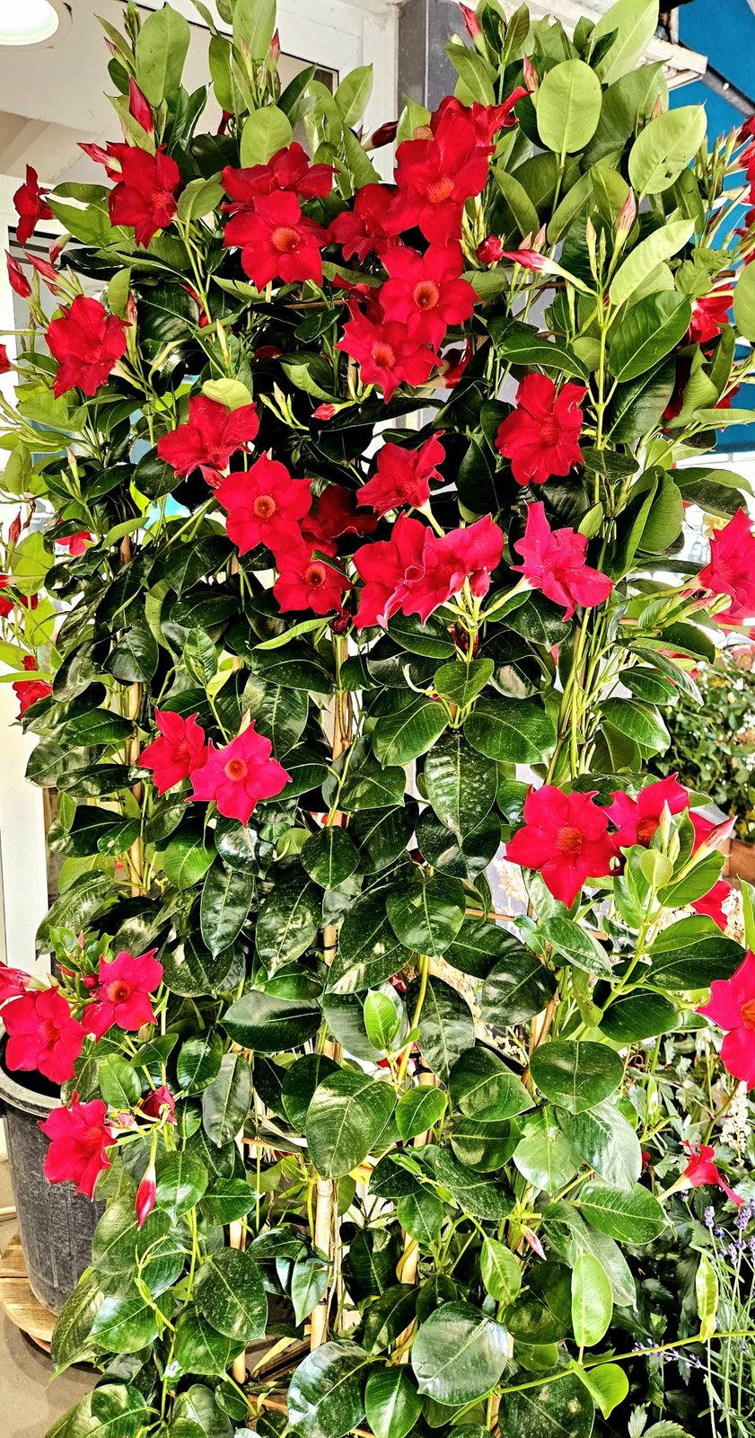Dipladénia rouge