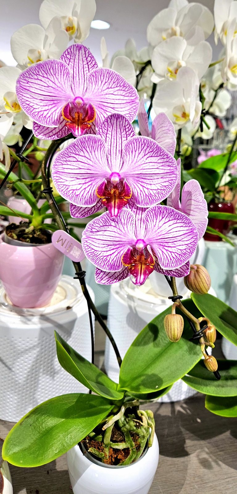 Orchidée rose en pot