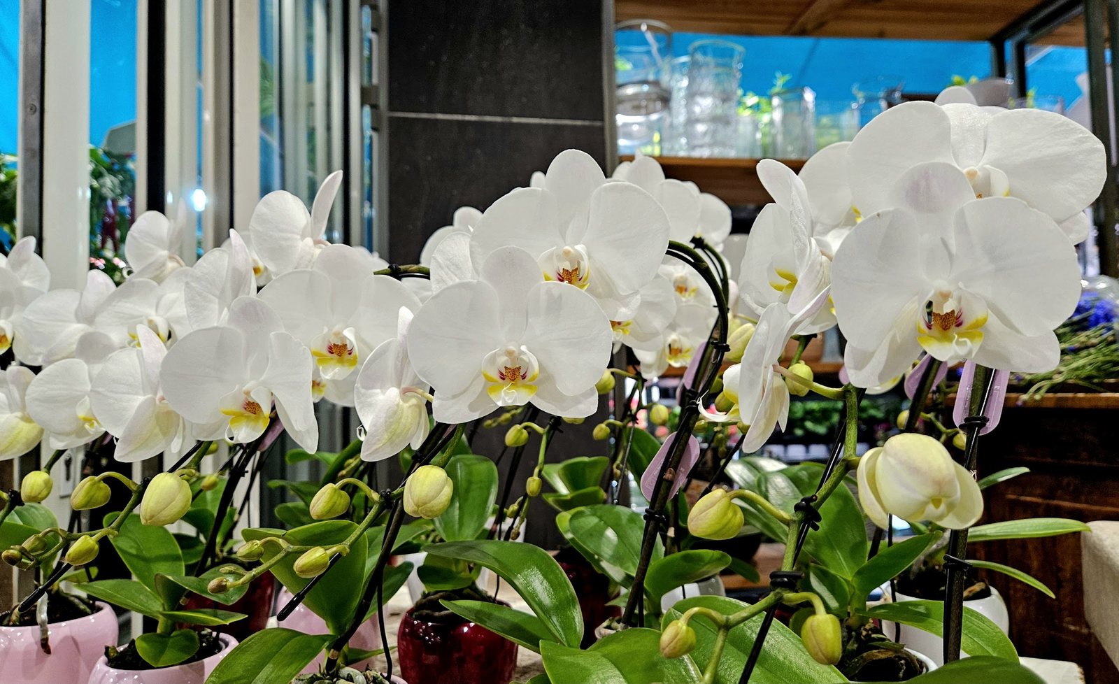 Orchidées blanches