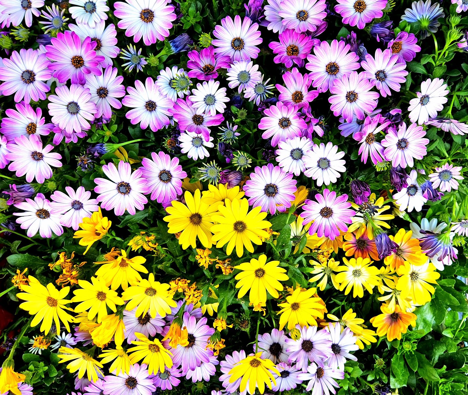 Ostéospermums violets, blancs et jaunes