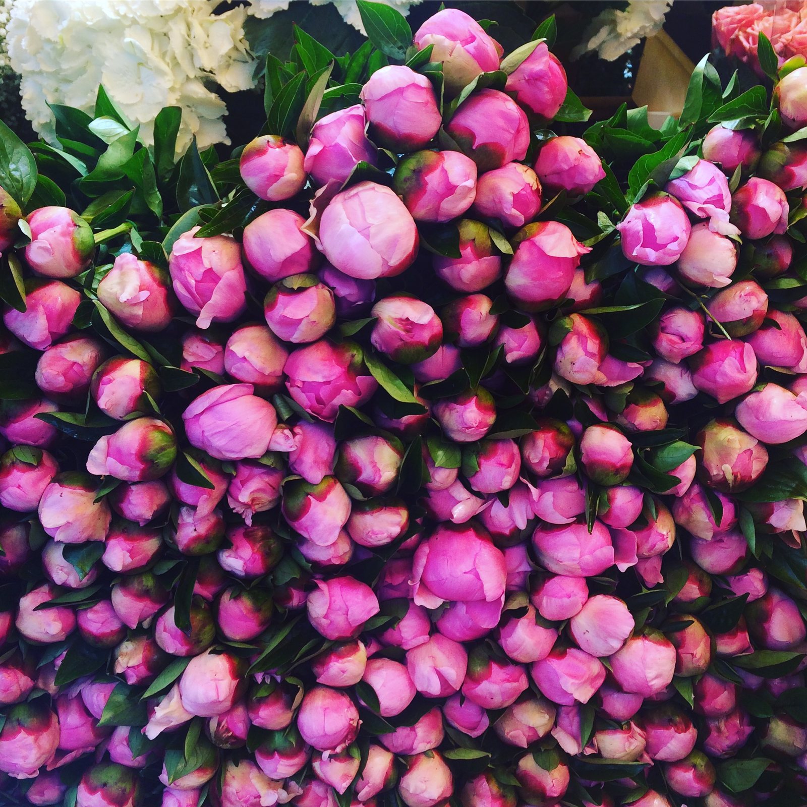 Pivoines en boutons
