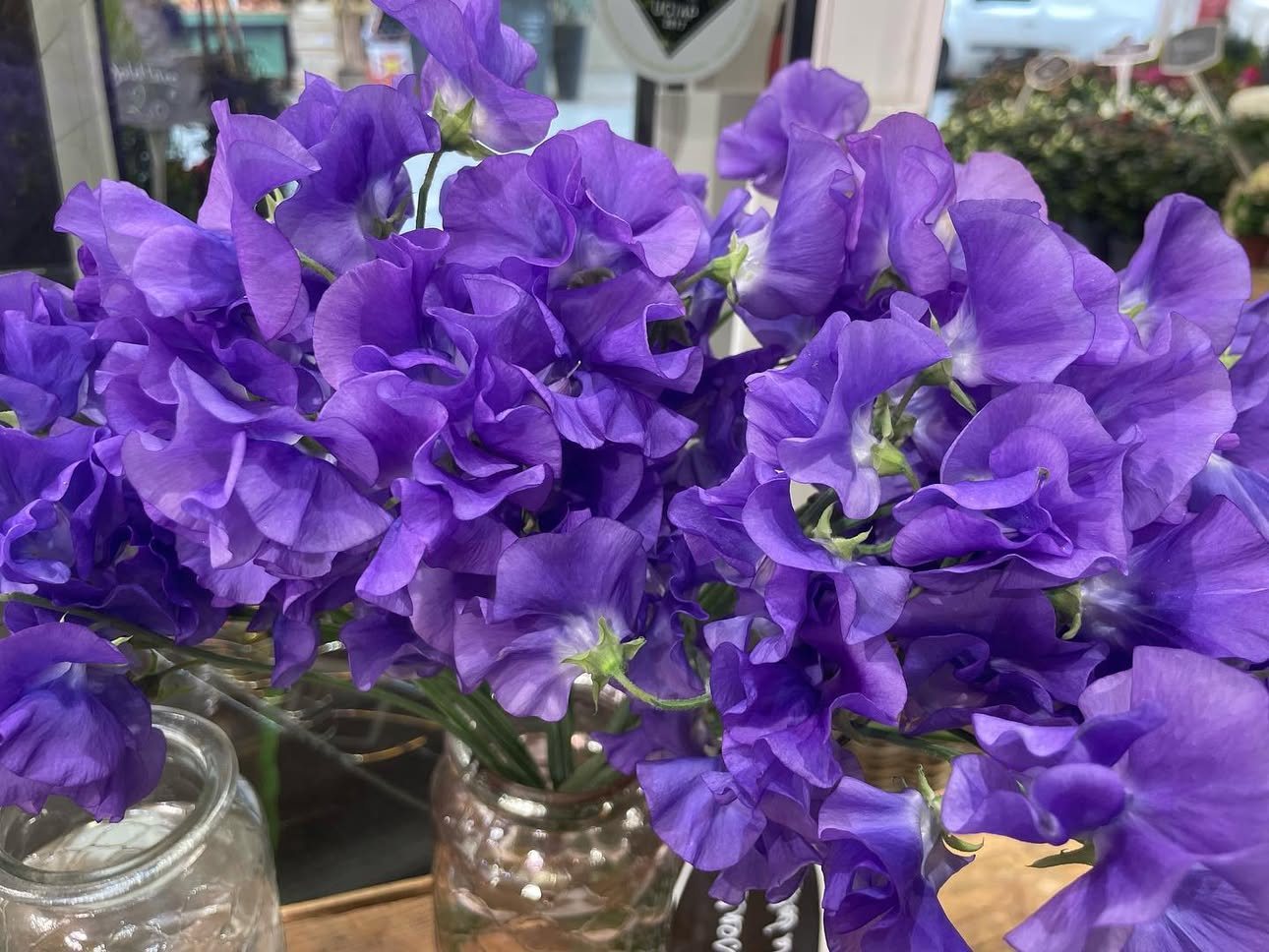 Pois de senteur violets