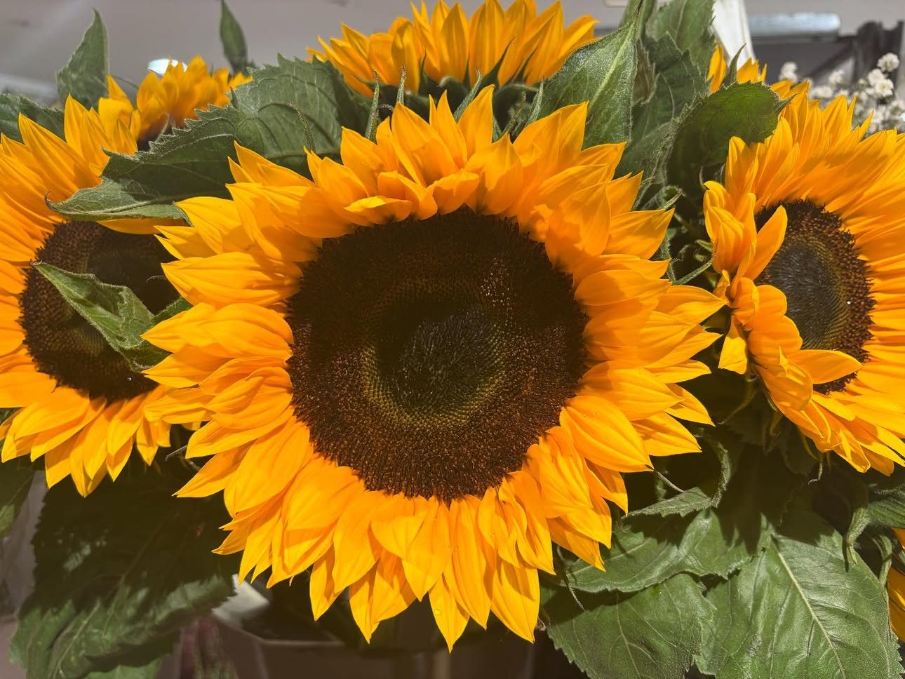 Tournesols